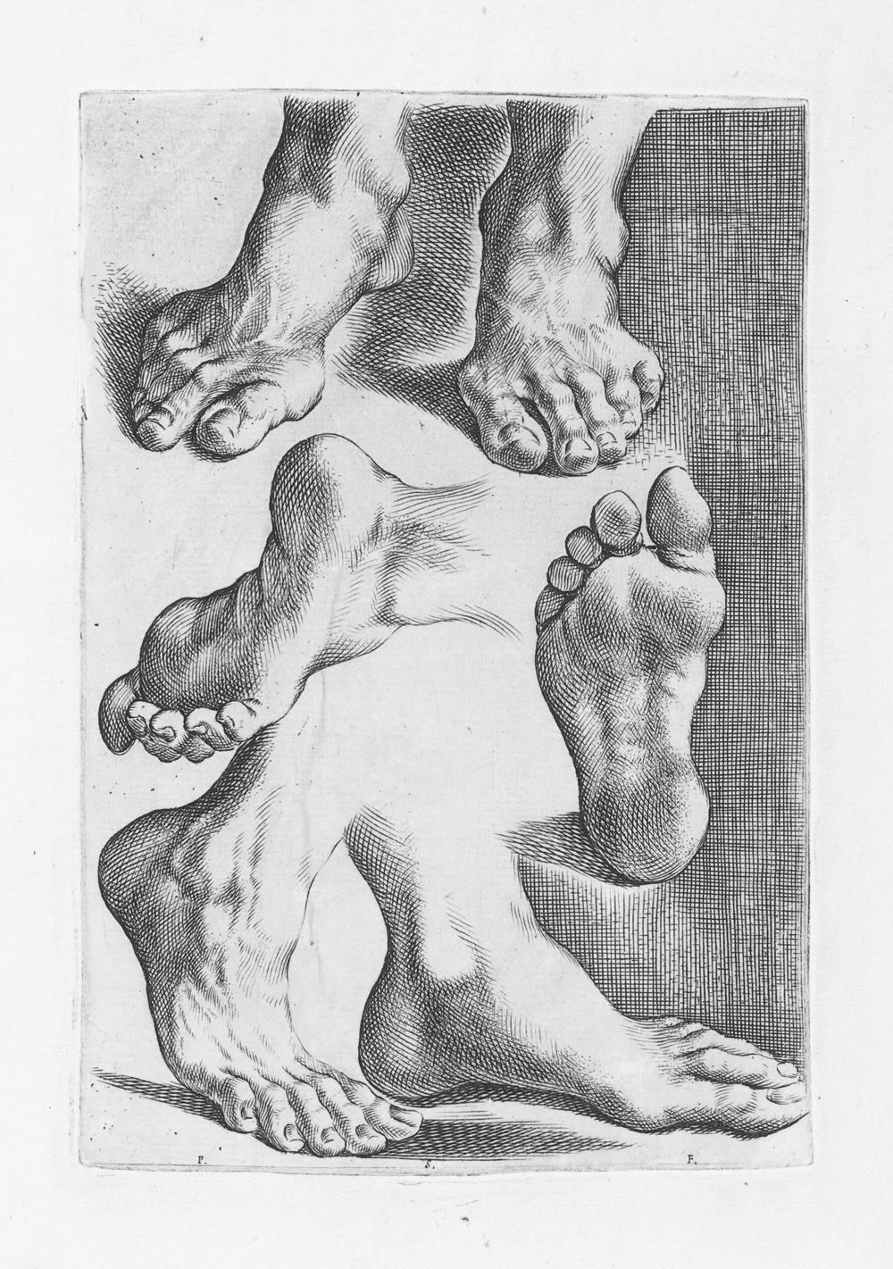 Poetic Anatomy - Feet Skateboard Deck - SkatebruhSG